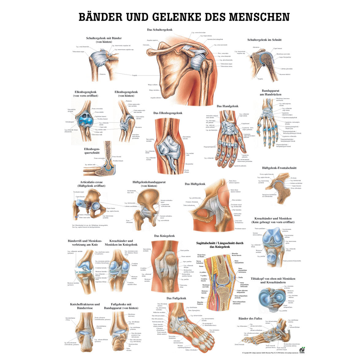 Anatomisches Poster "Bänder und Gelenke des Menschen"