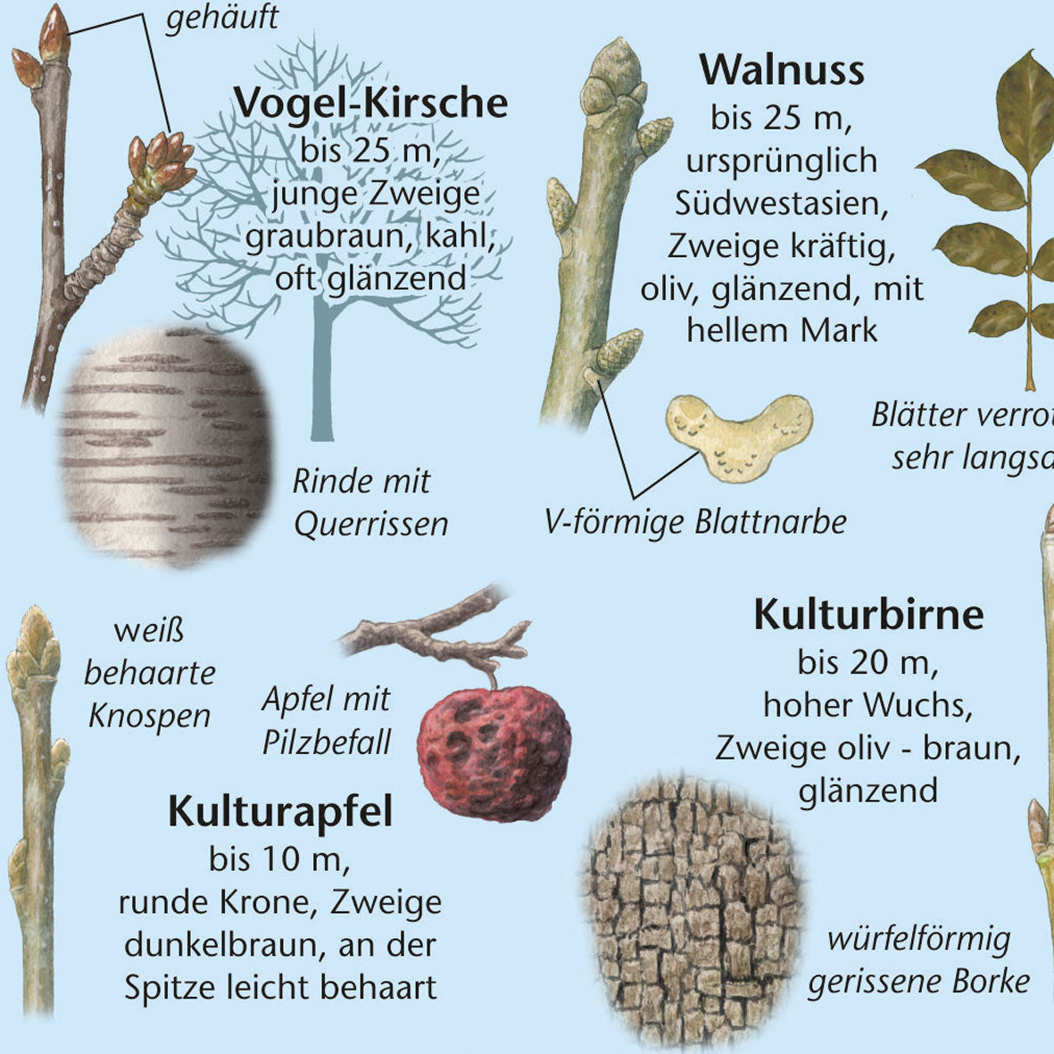 Bestimmungshilfe "Bäume und Sträucher im Winter"