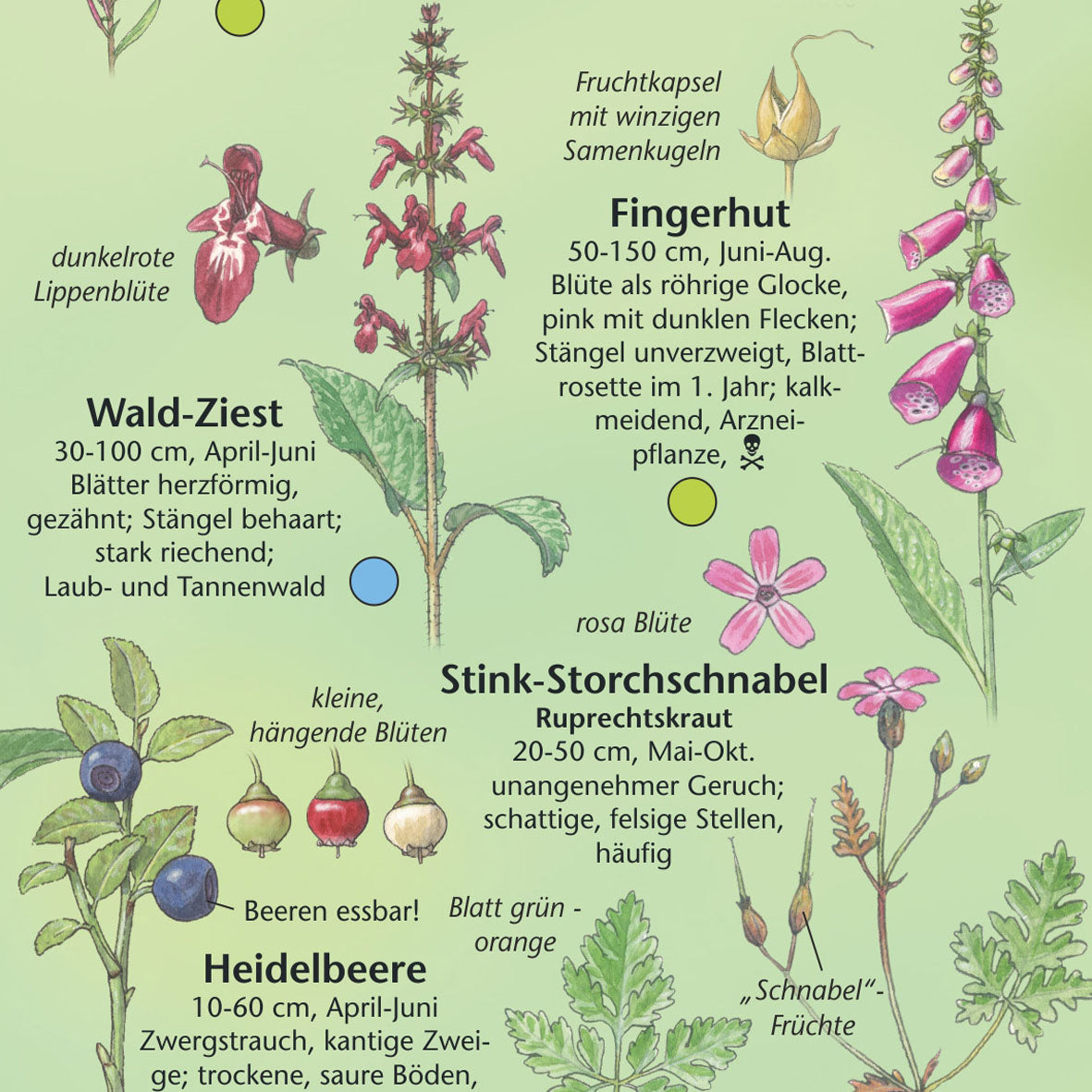 Bestimmungshilfe "Blumen im Wald"
