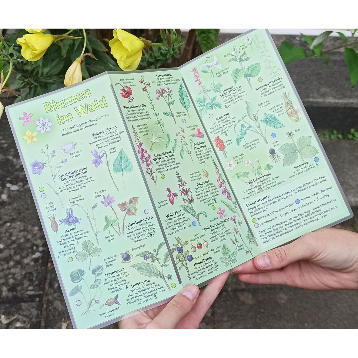 Bestimmungshilfe "Blumen im Wald"