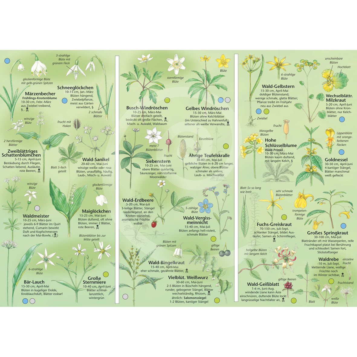 Bestimmungshilfe "Blumen im Wald"