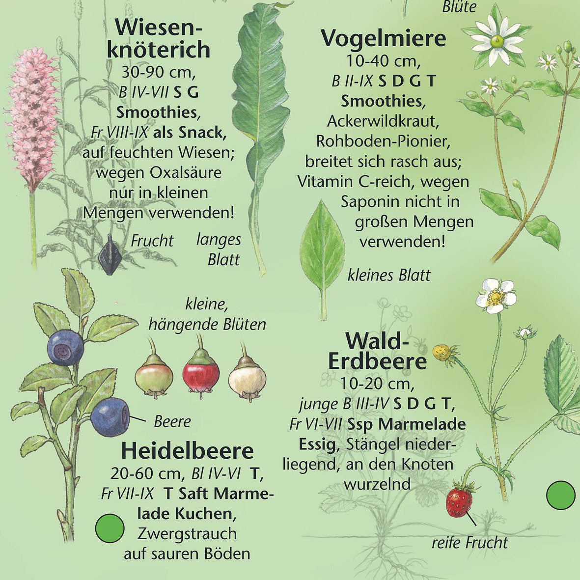 Bestimmungshilfe "Essbare Wildkräuter"