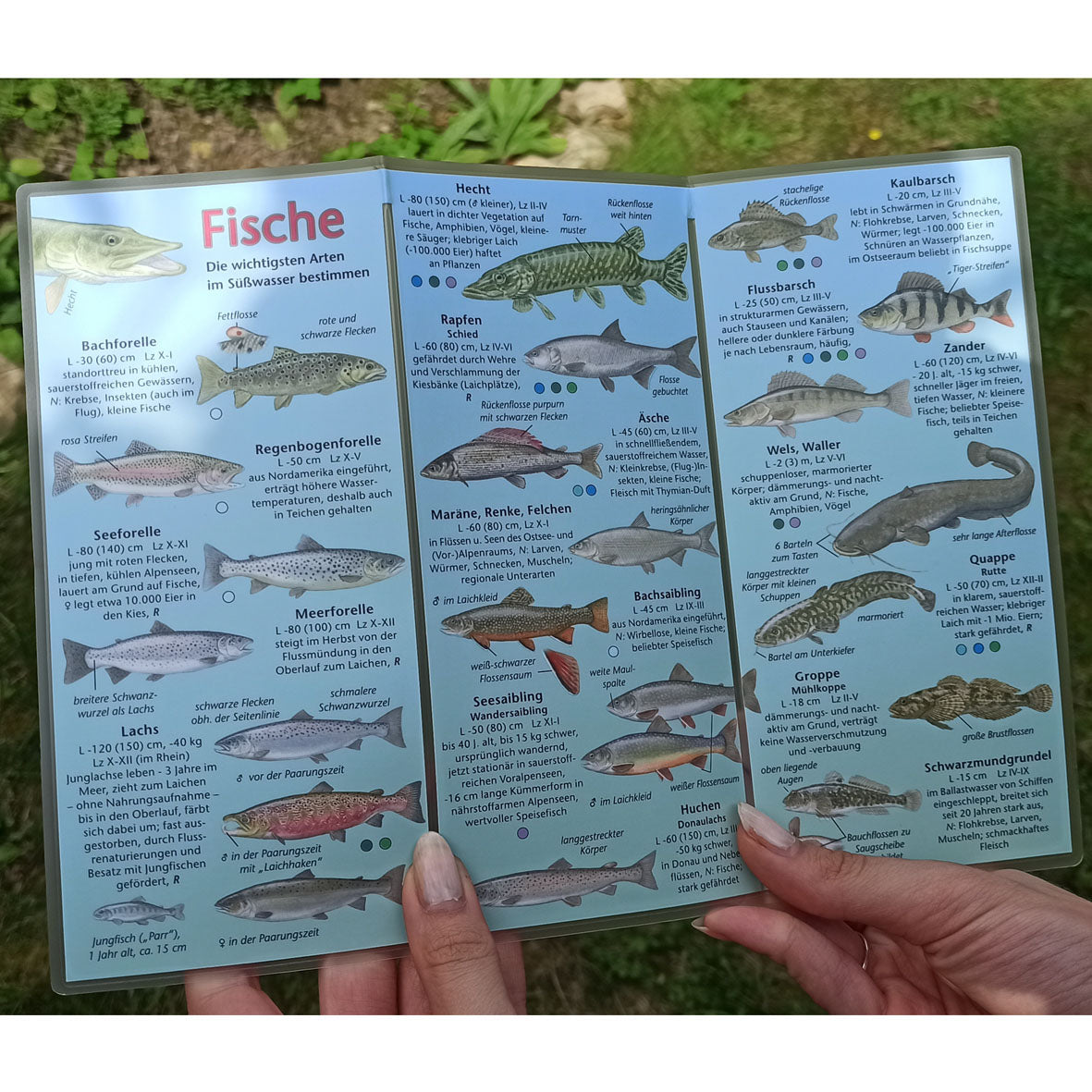 Bestimmungshilfe "Fische - Süsswasser"