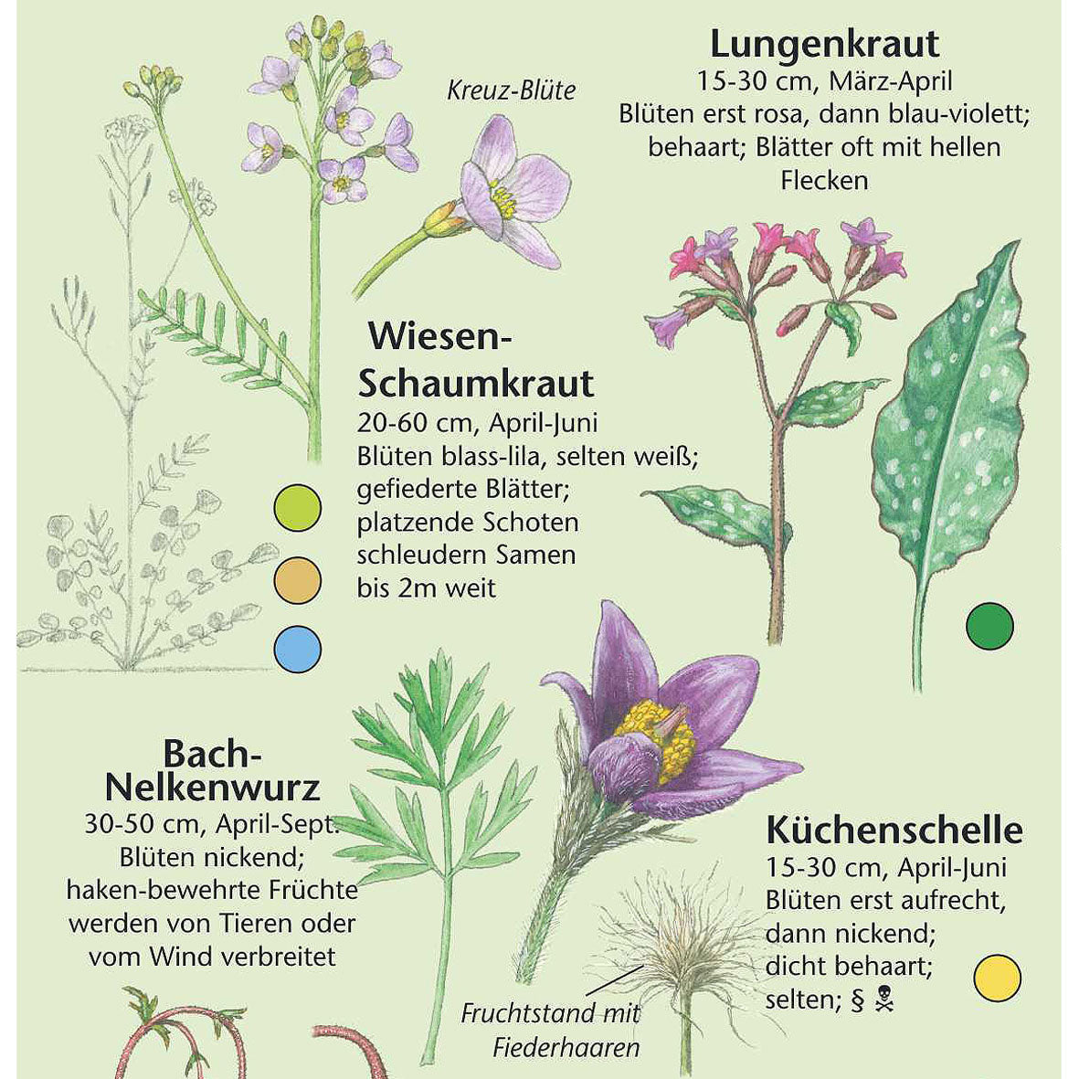 Bestimmungshilfe "Frühlingsblumen"