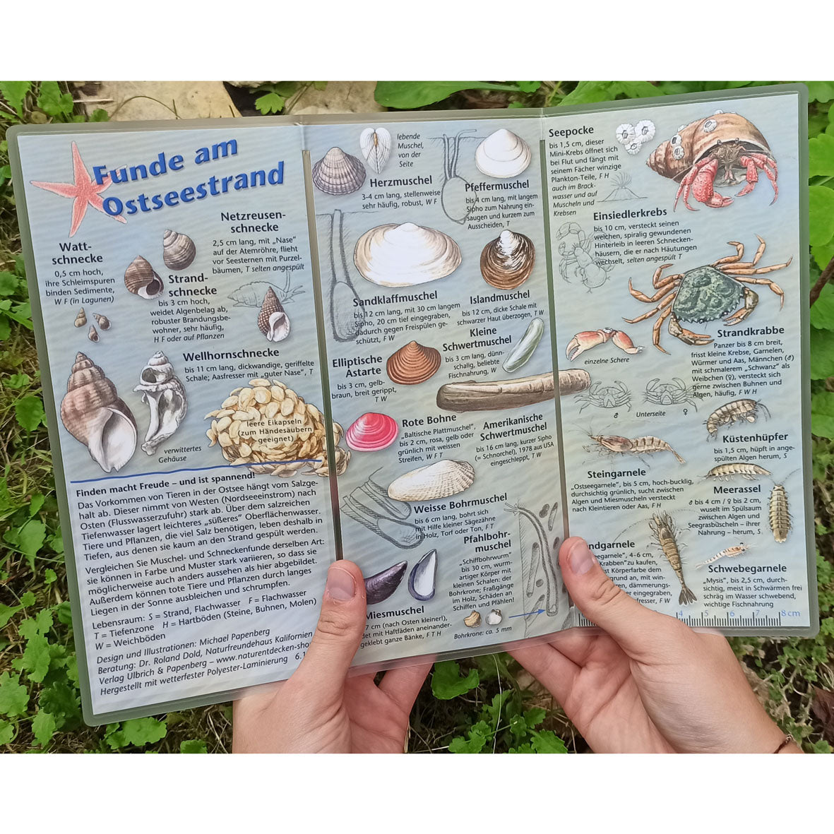 Bestimmungshilfe "Funde am Ostseestrand"