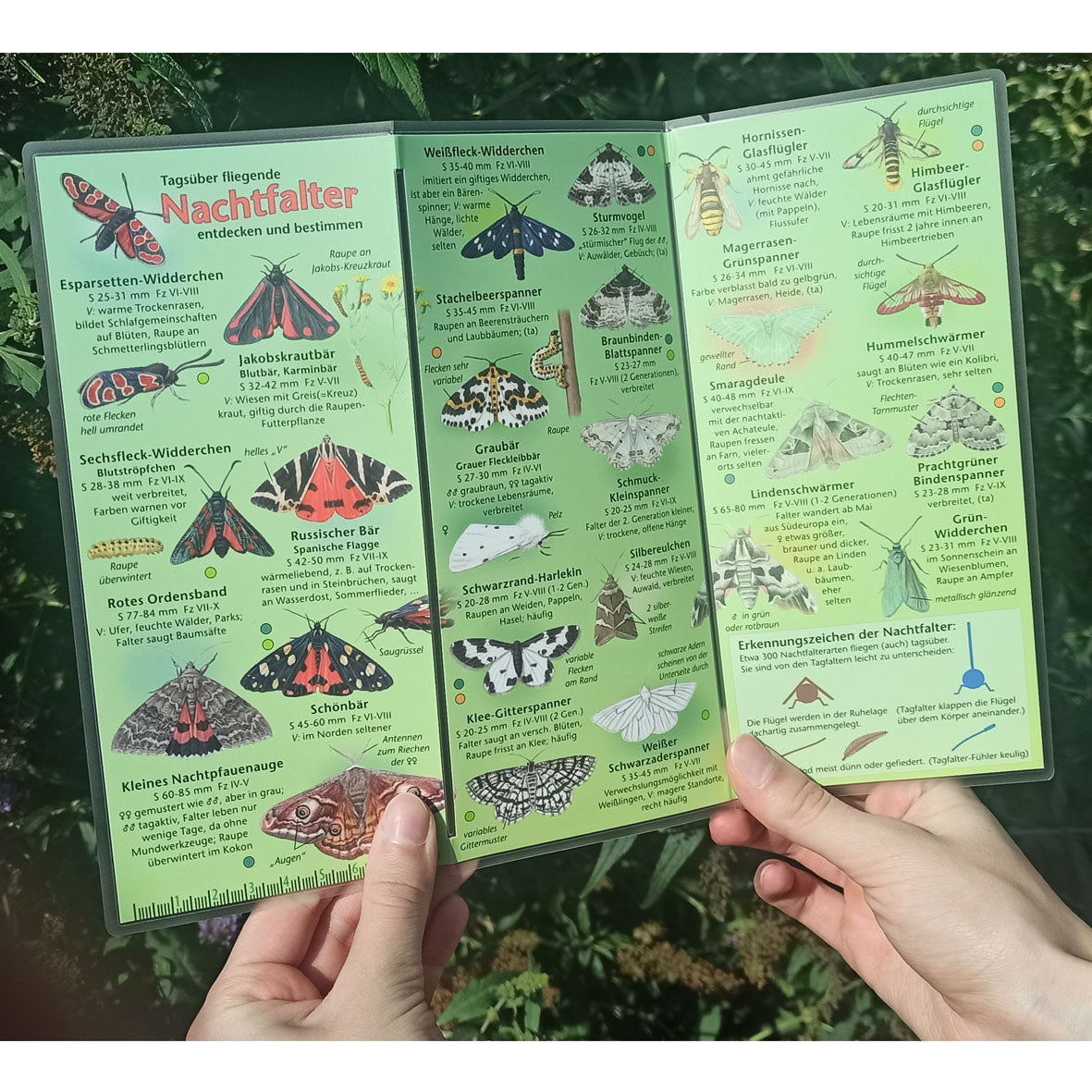 Bestimmungshilfe "Tagsüber fliegende Nachtfalter"