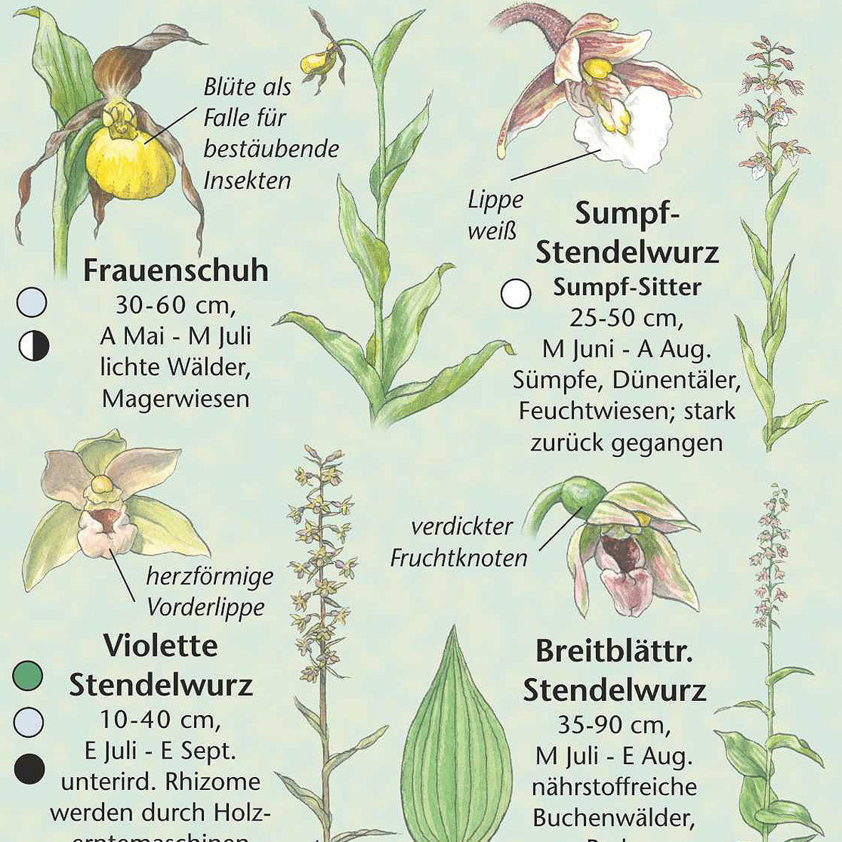 Bestimmungshilfe "Orchideen"