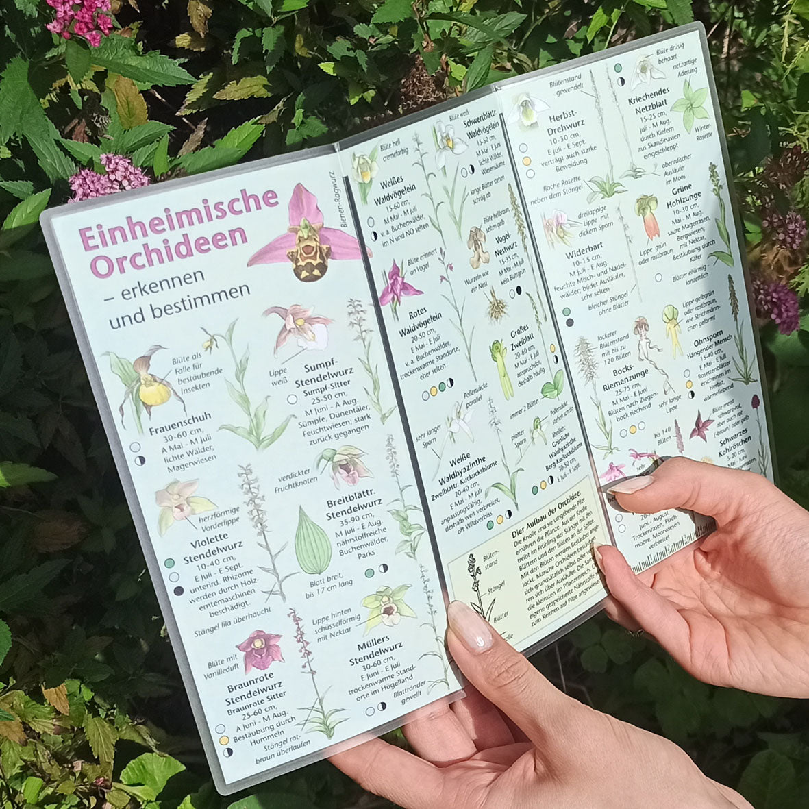 Bestimmungshilfe "Orchideen"