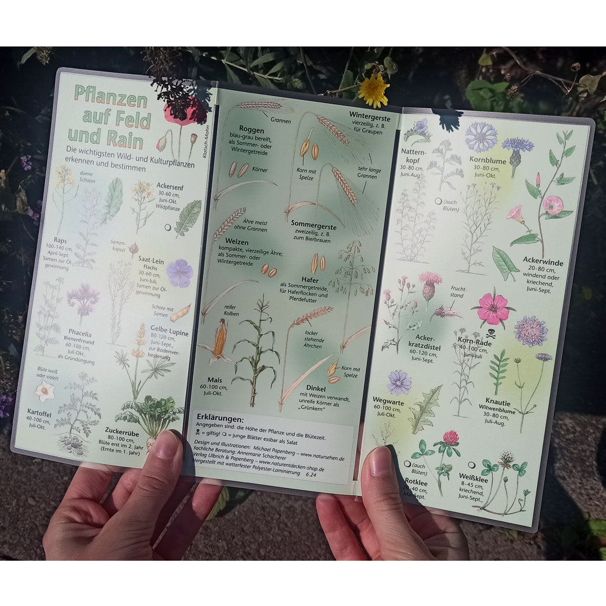 Bestimmungshilfe "Pflanzen auf Feld und Rain"