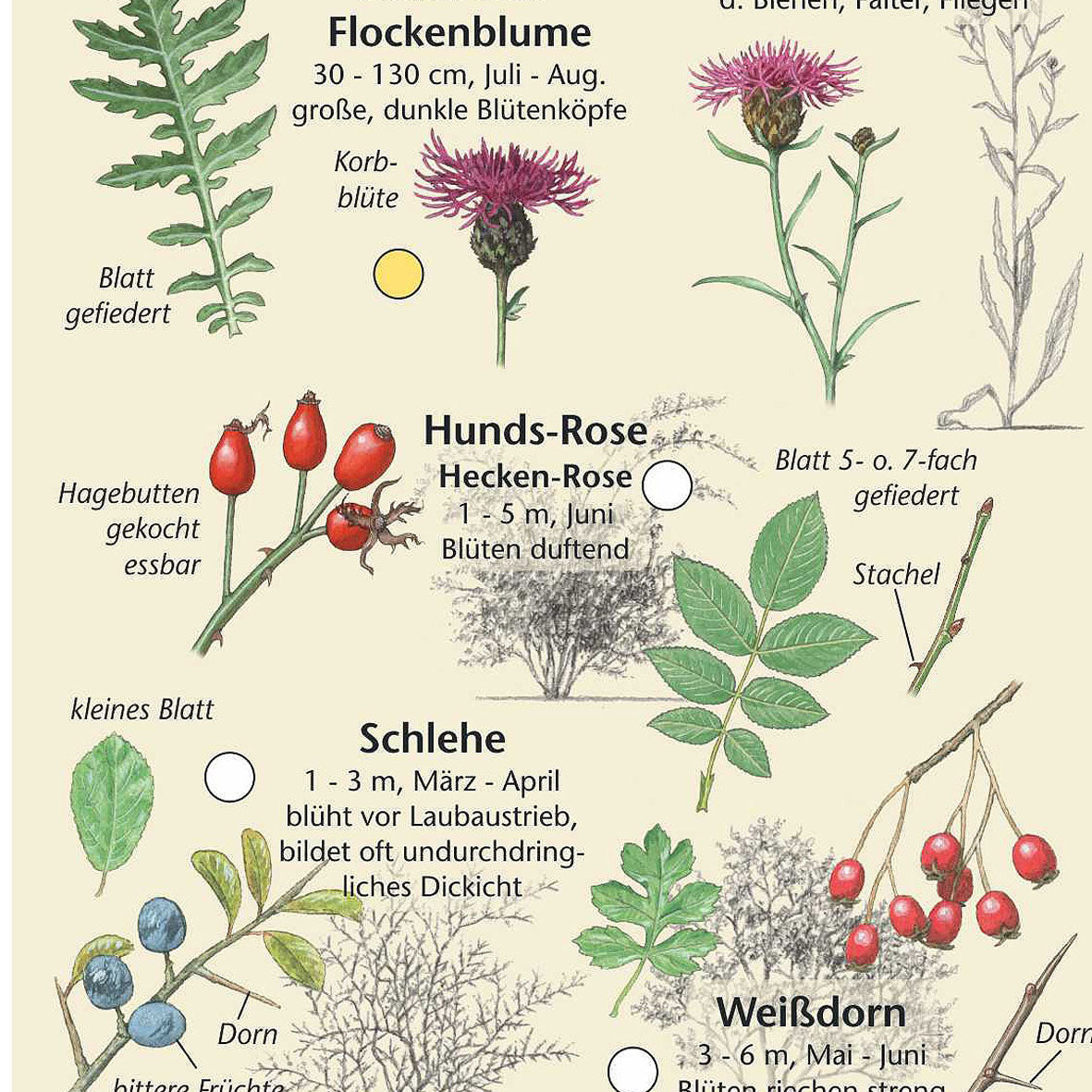 Bestimmungshilfe "Pflanzen der Ostseeküste"