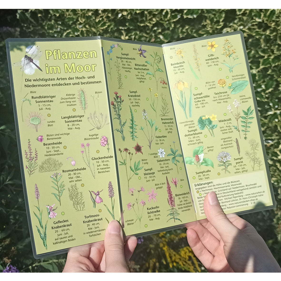 Bestimmungshilfe "Pflanzen im Moor"