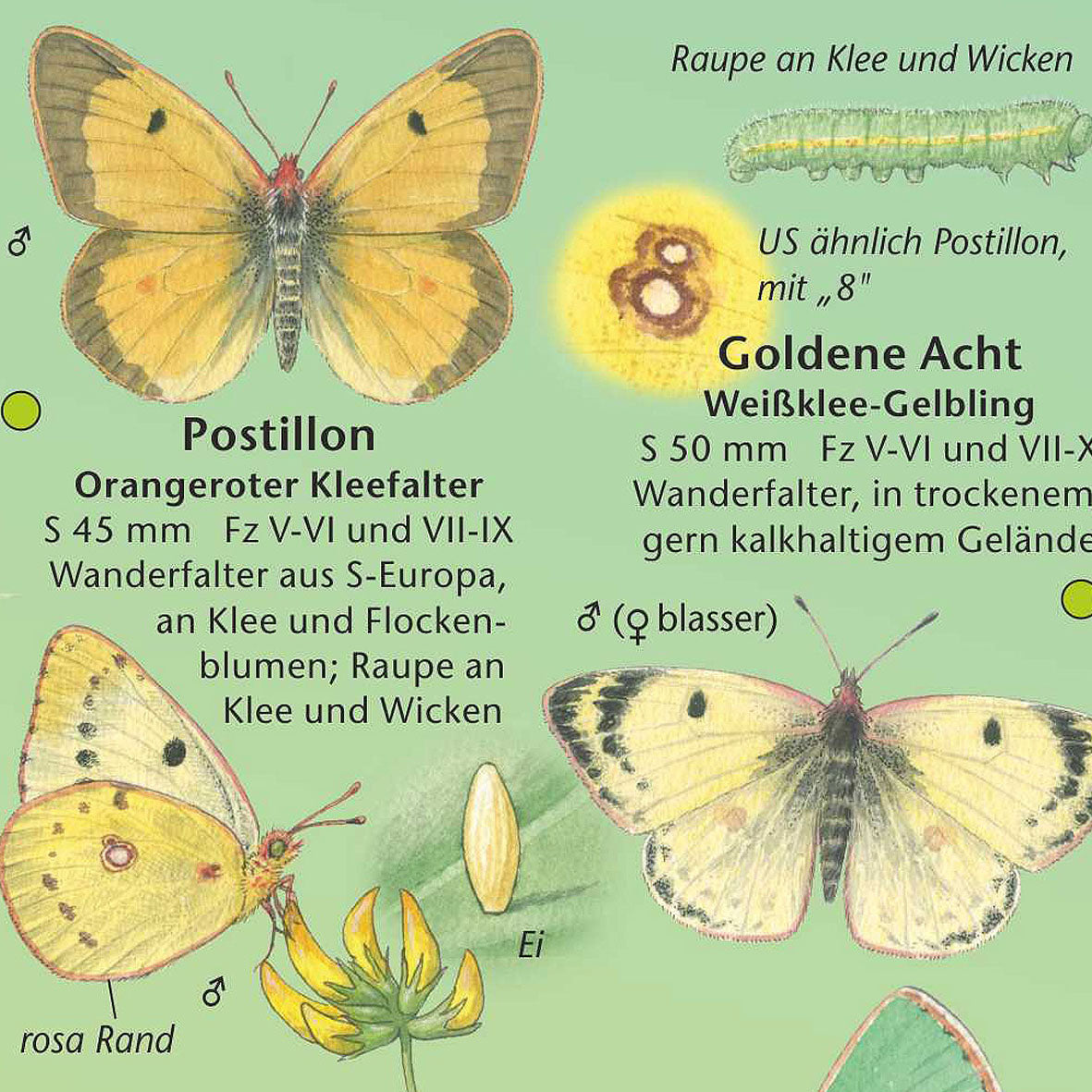 Bestimmungshilfe "Tagfalter"