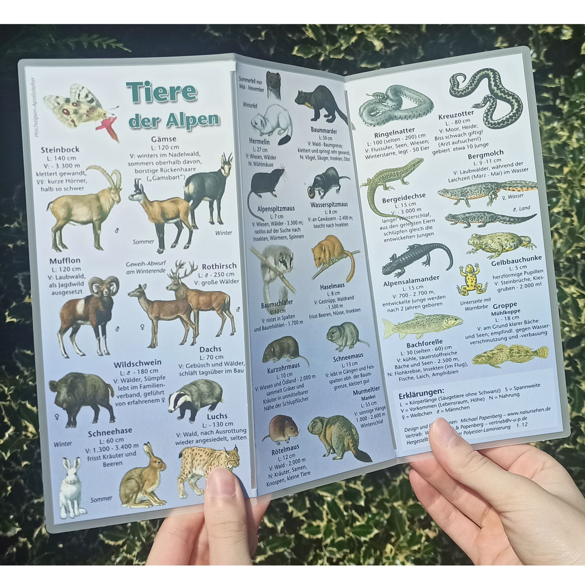 Bestimmungshilfe "Tiere der Alpen"