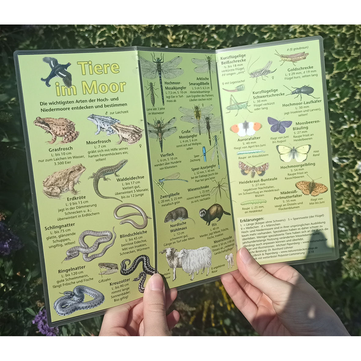 Bestimmungshilfe "Tiere im Moor"