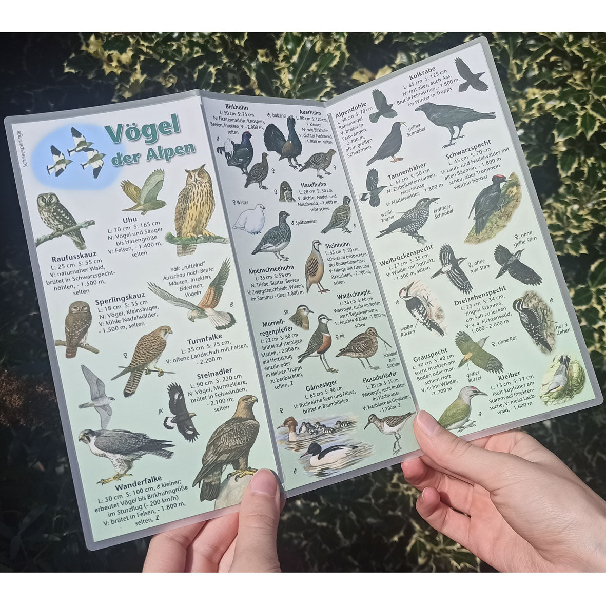 Bestimmungshilfe "Vögel der Alpen"