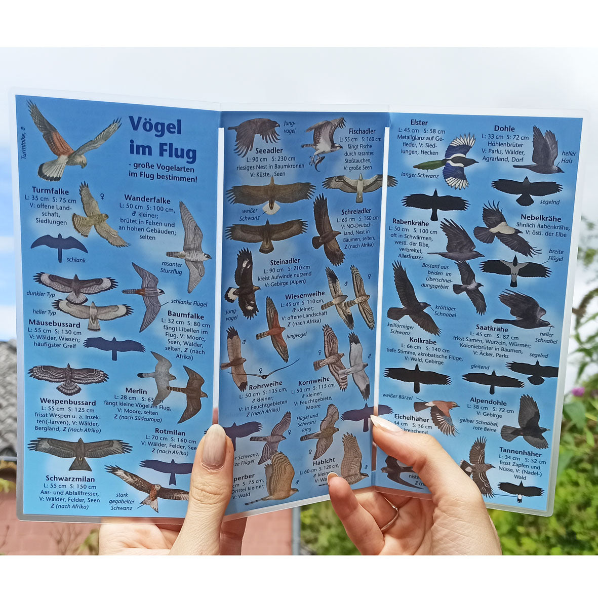 Bestimmungshilfe "Vögel im Flug"
