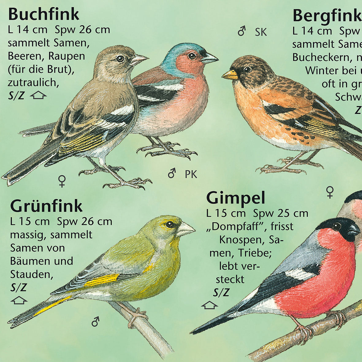 Bestimmungshilfe "Vögel in Garten und Park"