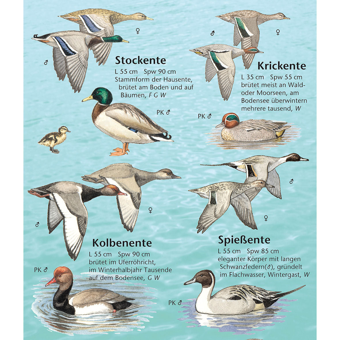 Bestimmungshilfe "Vogelwelt am Bodensee"