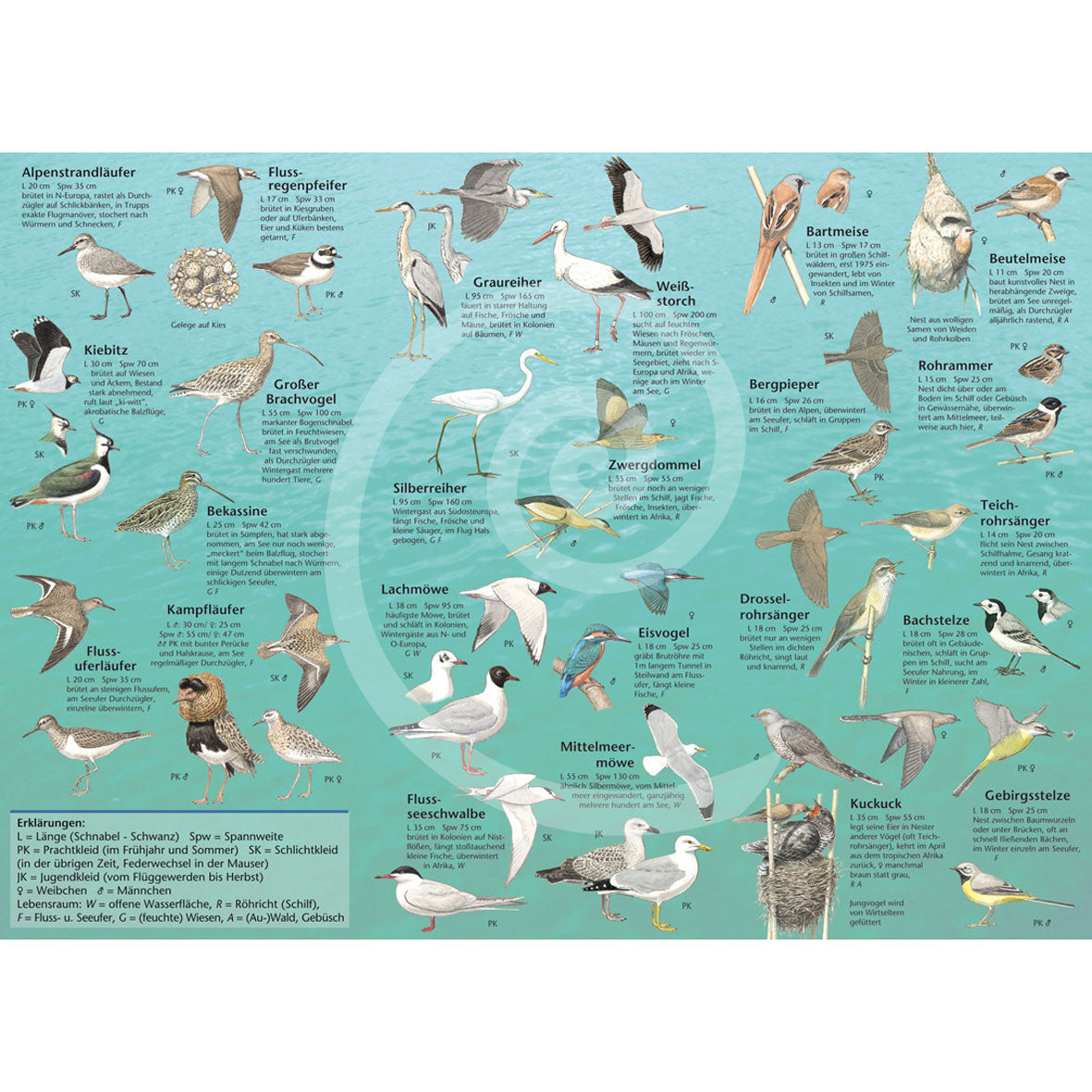 Bestimmungshilfe "Vogelwelt am Bodensee"