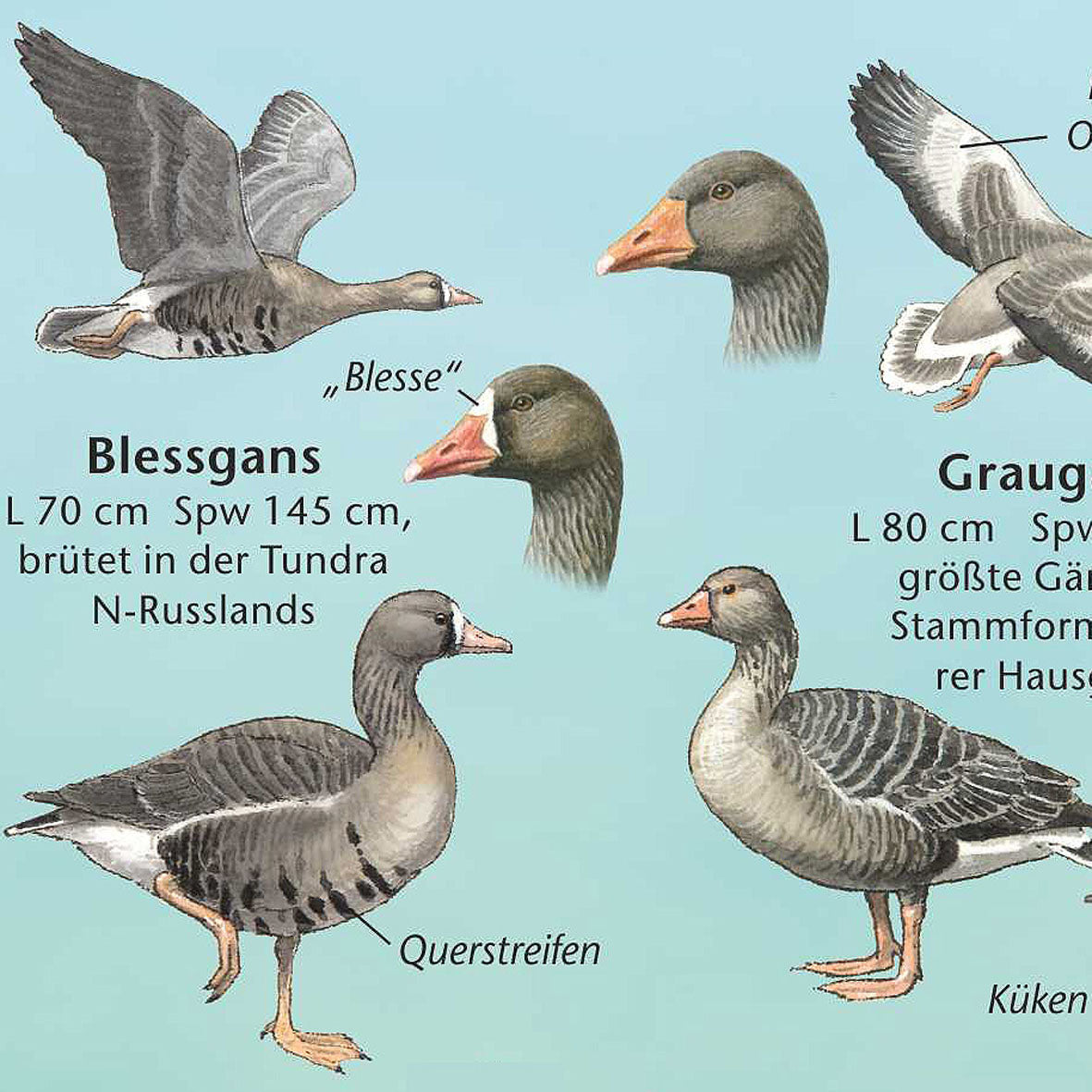 Bestimmungshilfe "Vogelwelt der Nordseeküste"