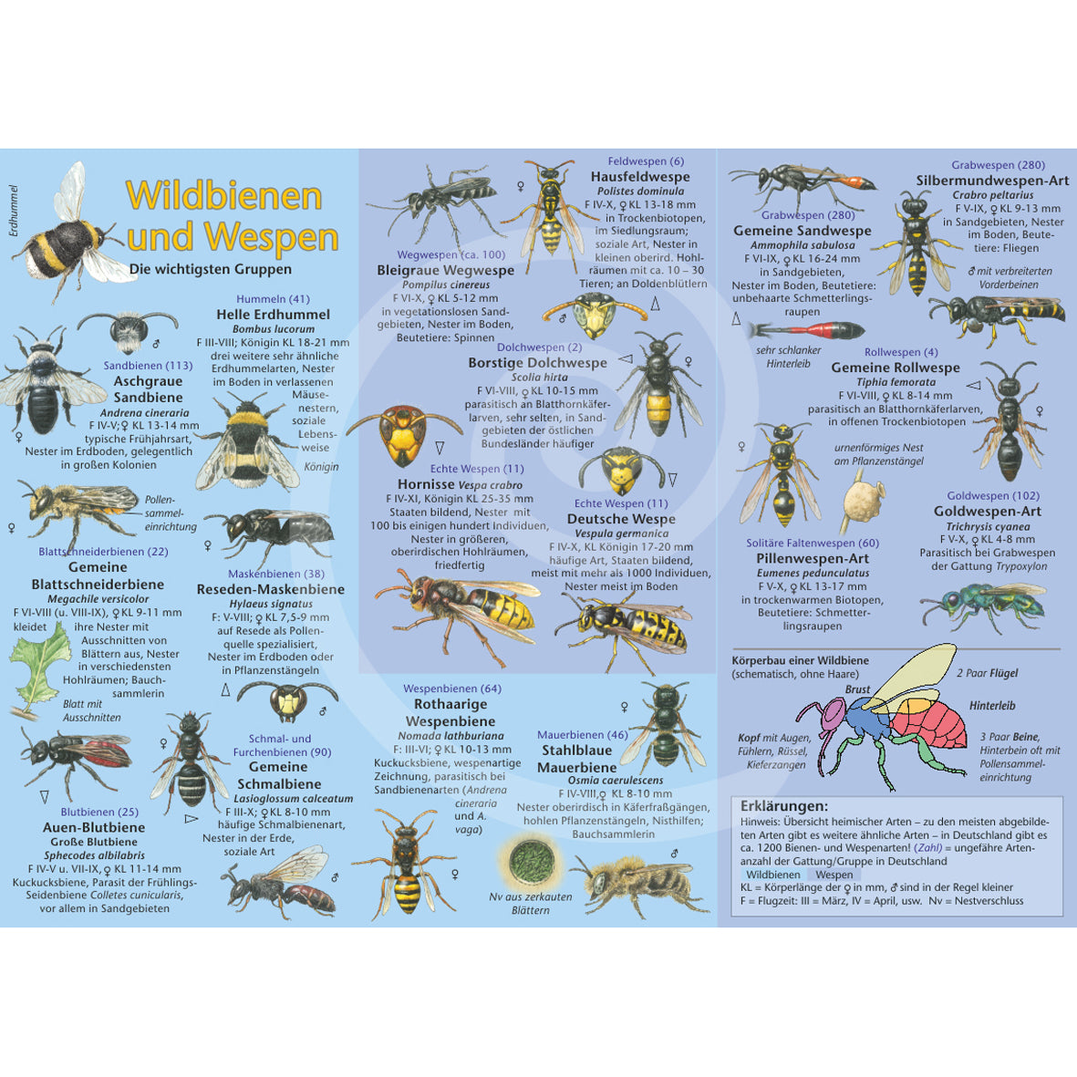 Bestimmungshilfe "Wildbienen und Wespen"