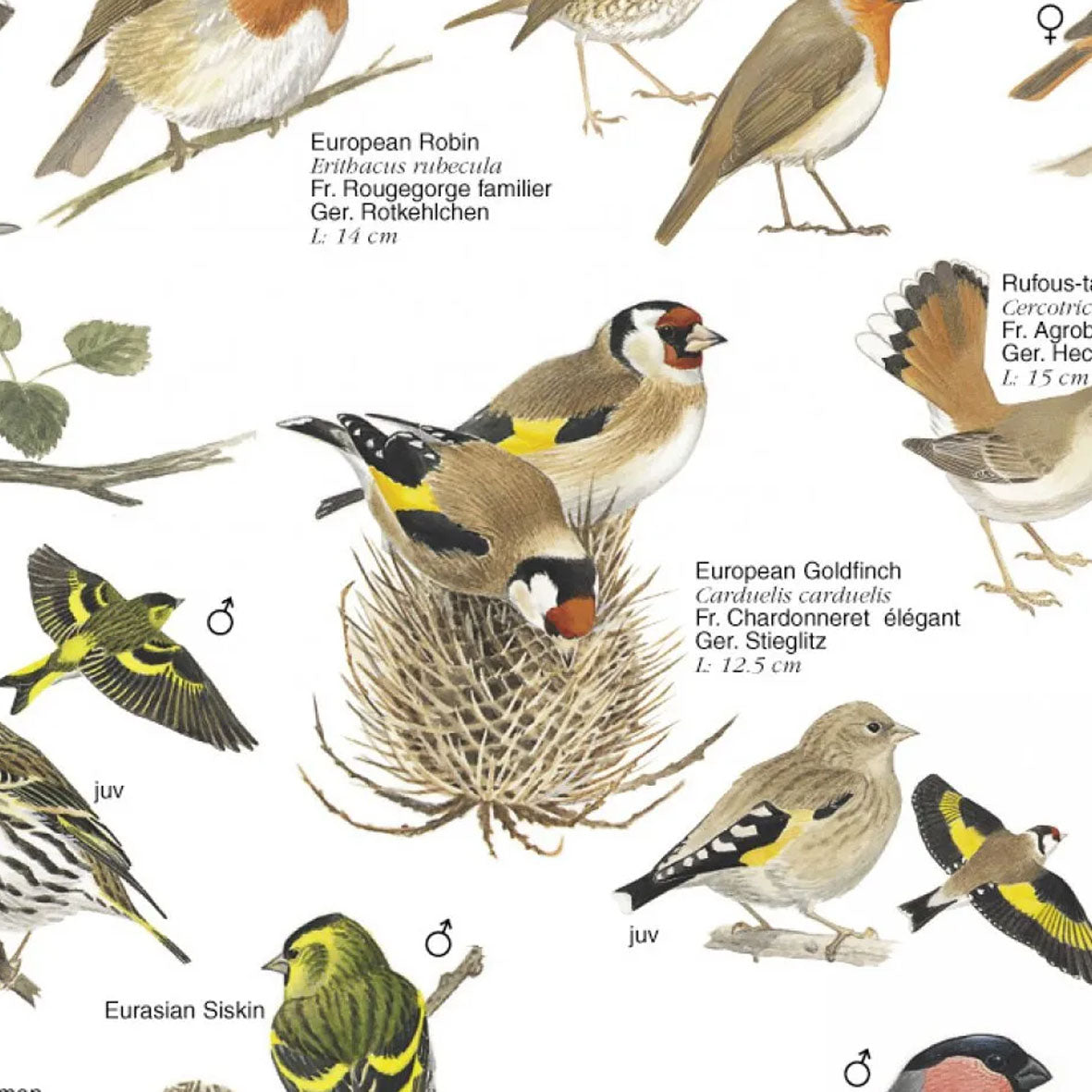 Poster "Birds of Gardens and Parklands"