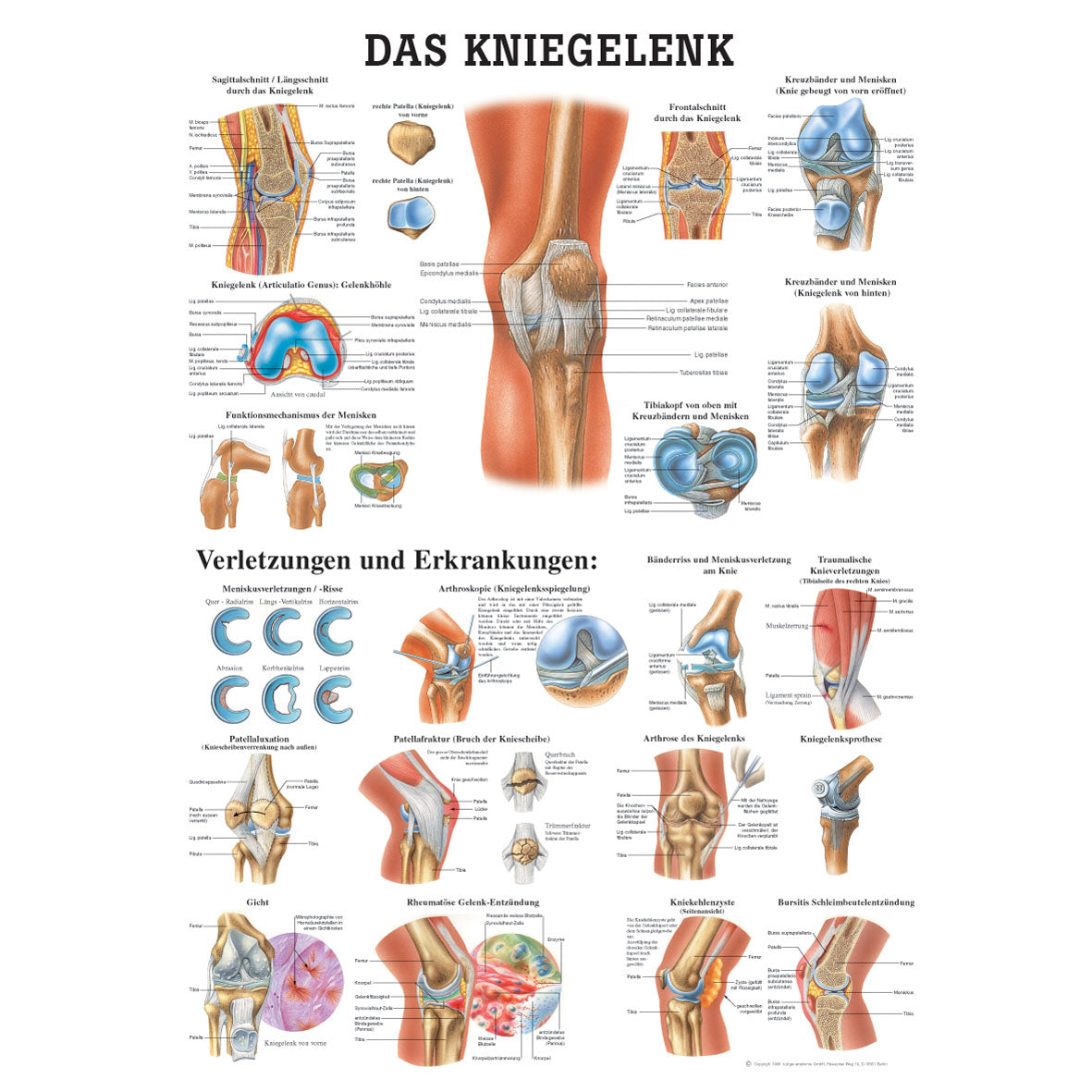 Anatomisches Poster "Das Kniegelenk"