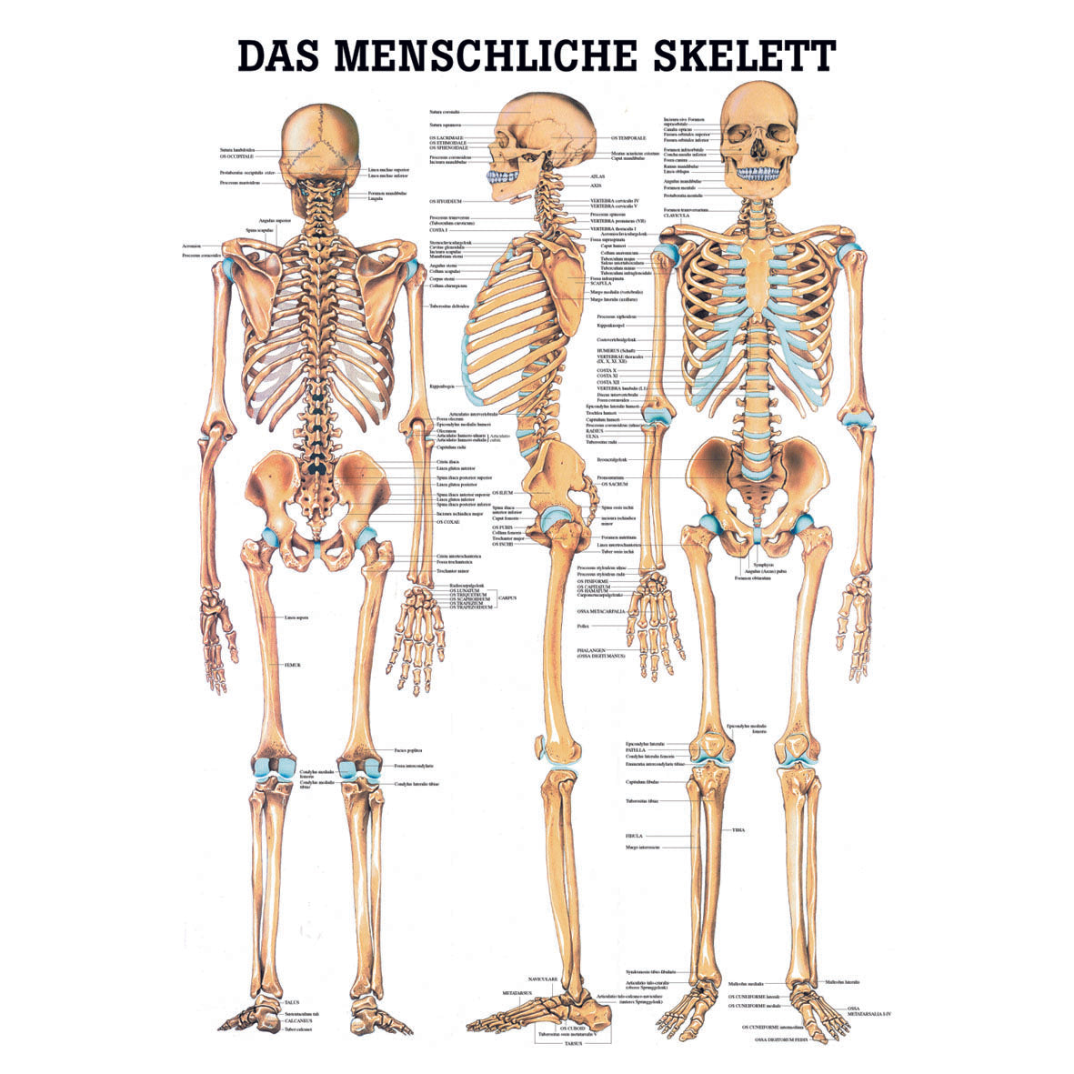 Anatomisches Poster "Das menschliche Skelett"