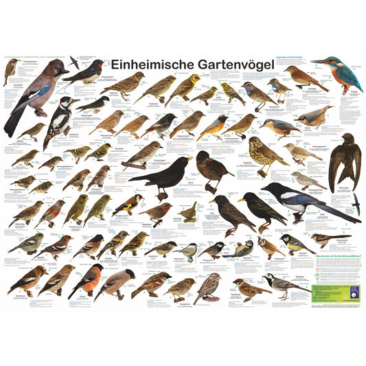 Poster "Einheimische Gartenvögel"