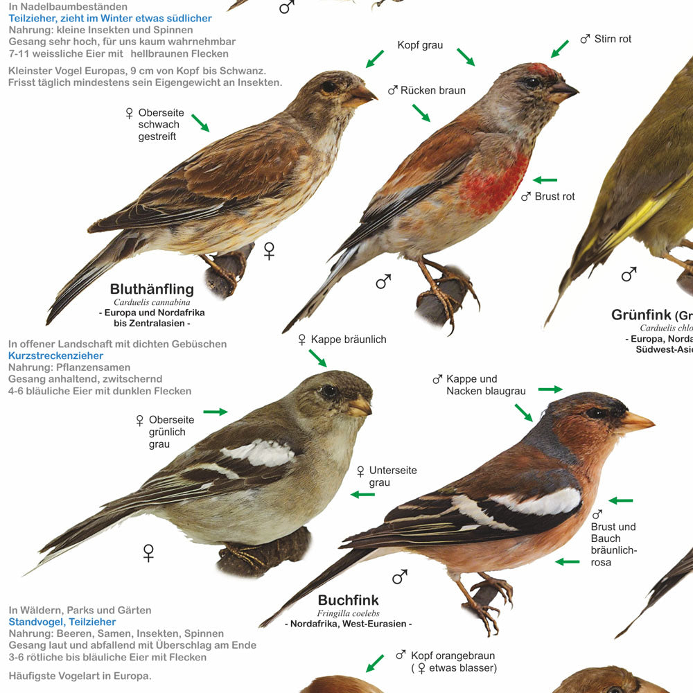 Poster "Einheimische Gartenvögel"