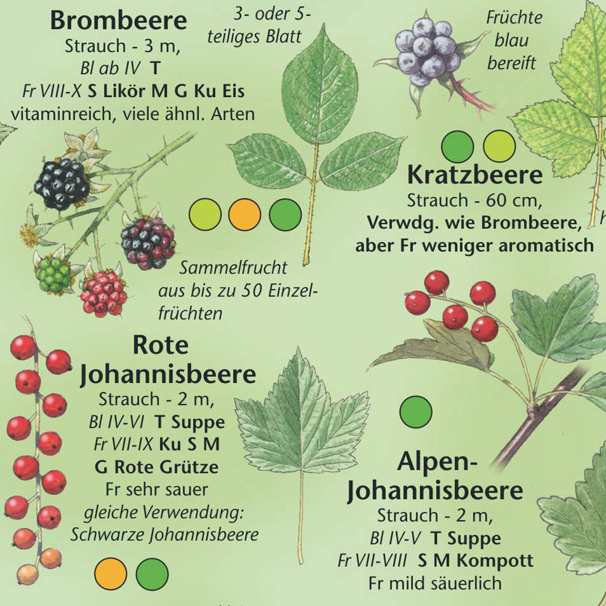 Bestimmungshilfe "Essbare Wildfrüchte"