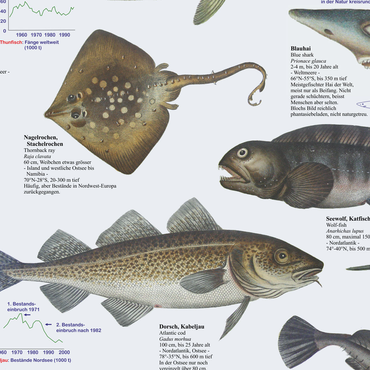 Poster "Europäische Meeresfische"