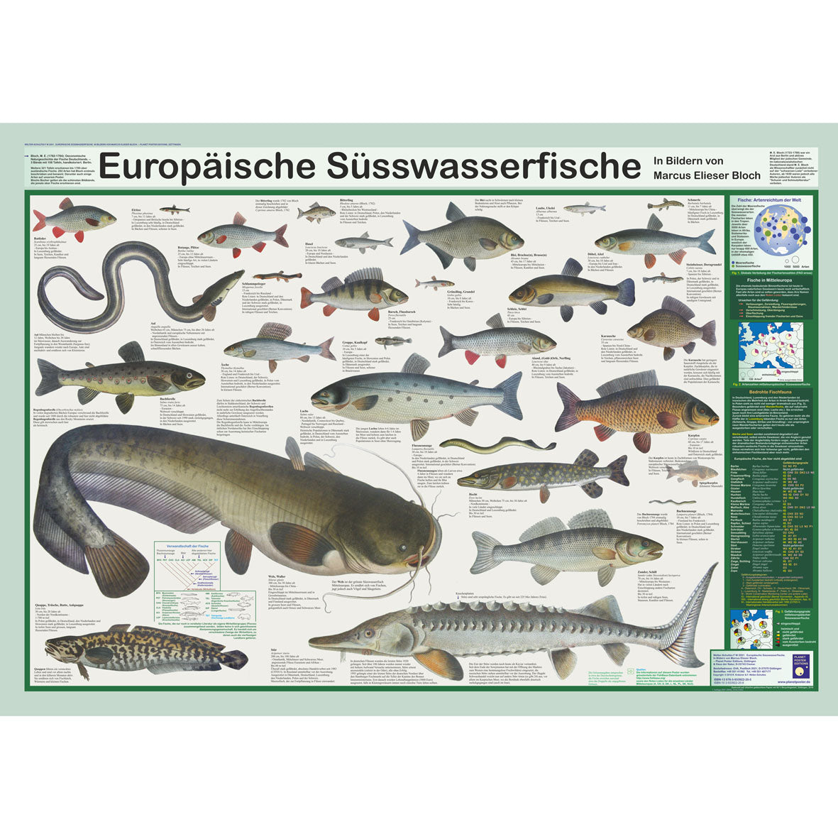 Poster "Europäische Süsswasserfische"