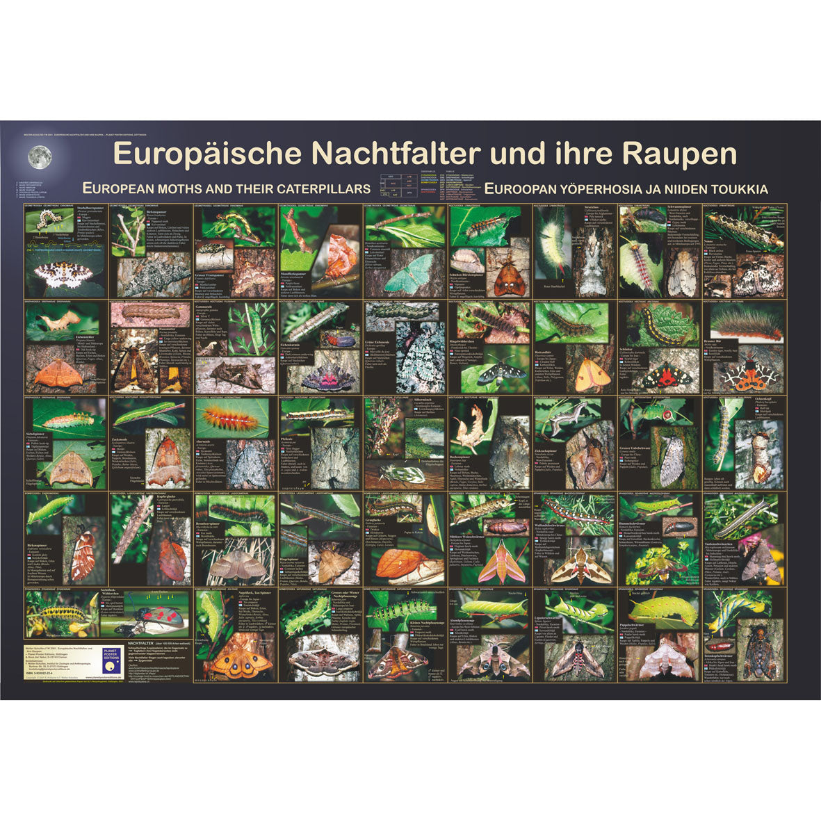 Poster "Europäische Nachtfalter und ihre Raupen"