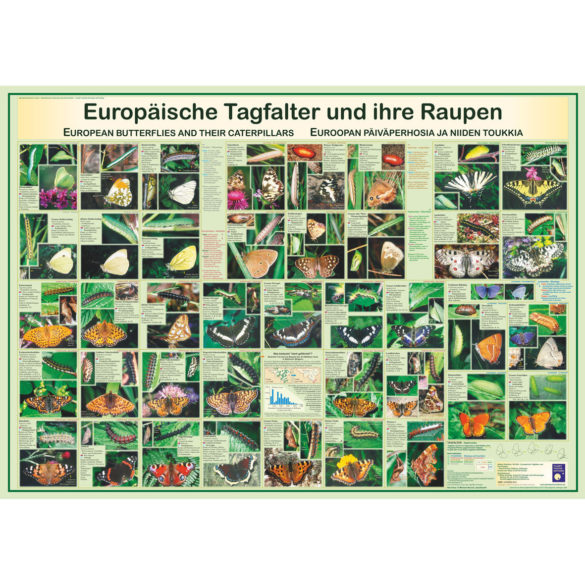 Poster "Europäische Tagfalter und ihre Raupen"