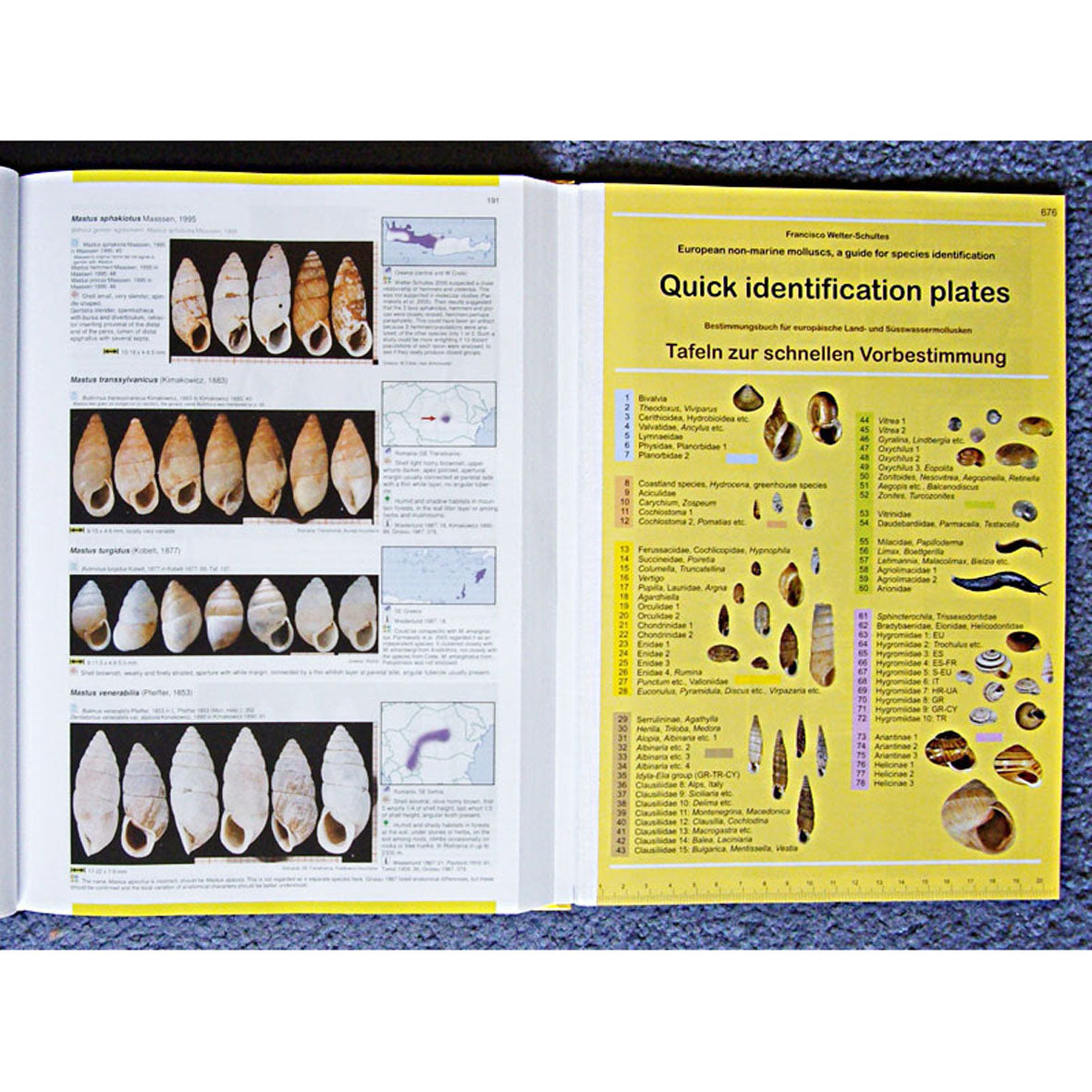 European non-marine molluscs, a guide for species identification