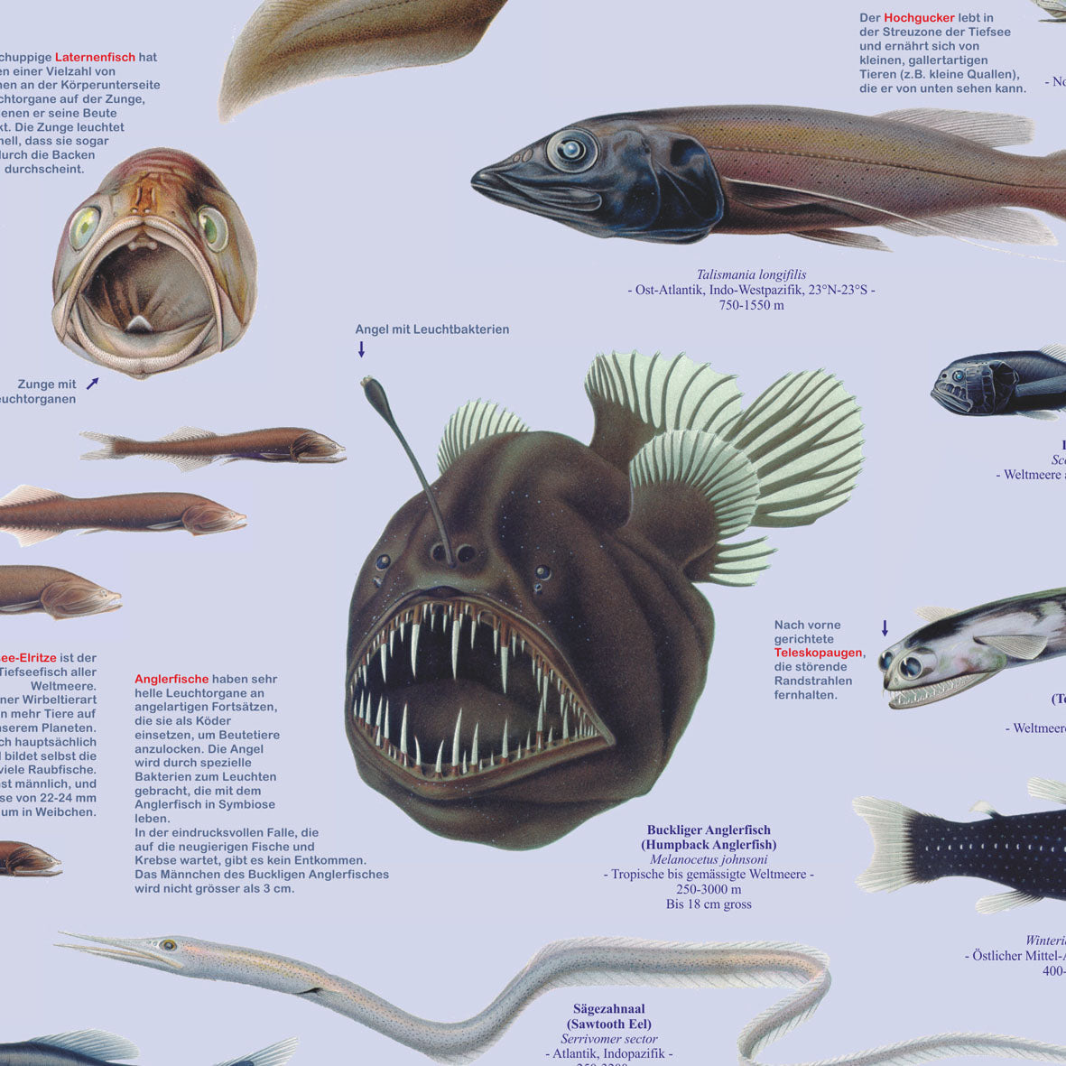Poster "Fische der Tiefsee"