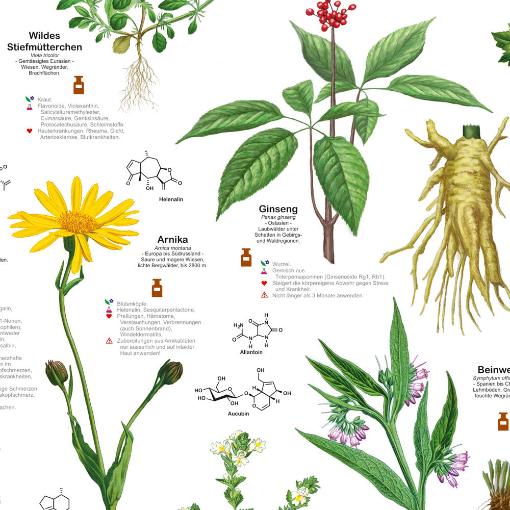 Großposter "Heil- und Küchenkräuter"