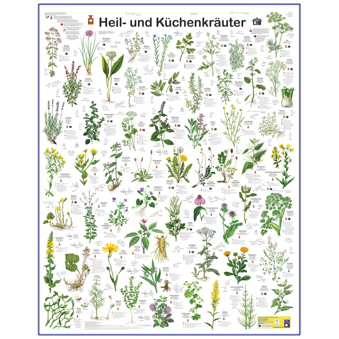 Großposter "Heil- und Küchenkräuter"