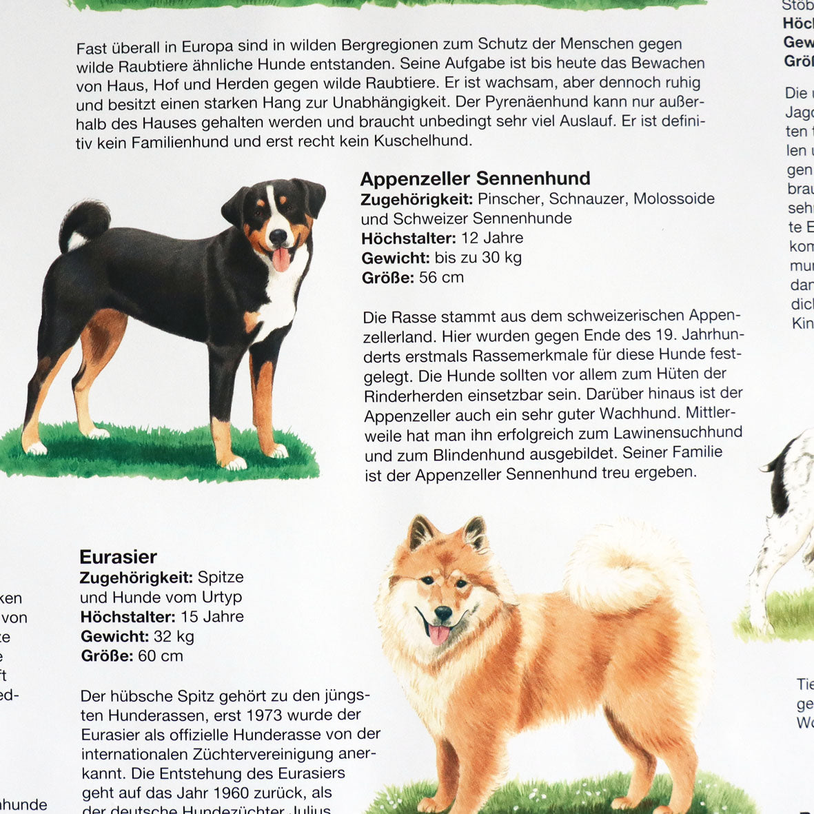 Großposter "Hunde"