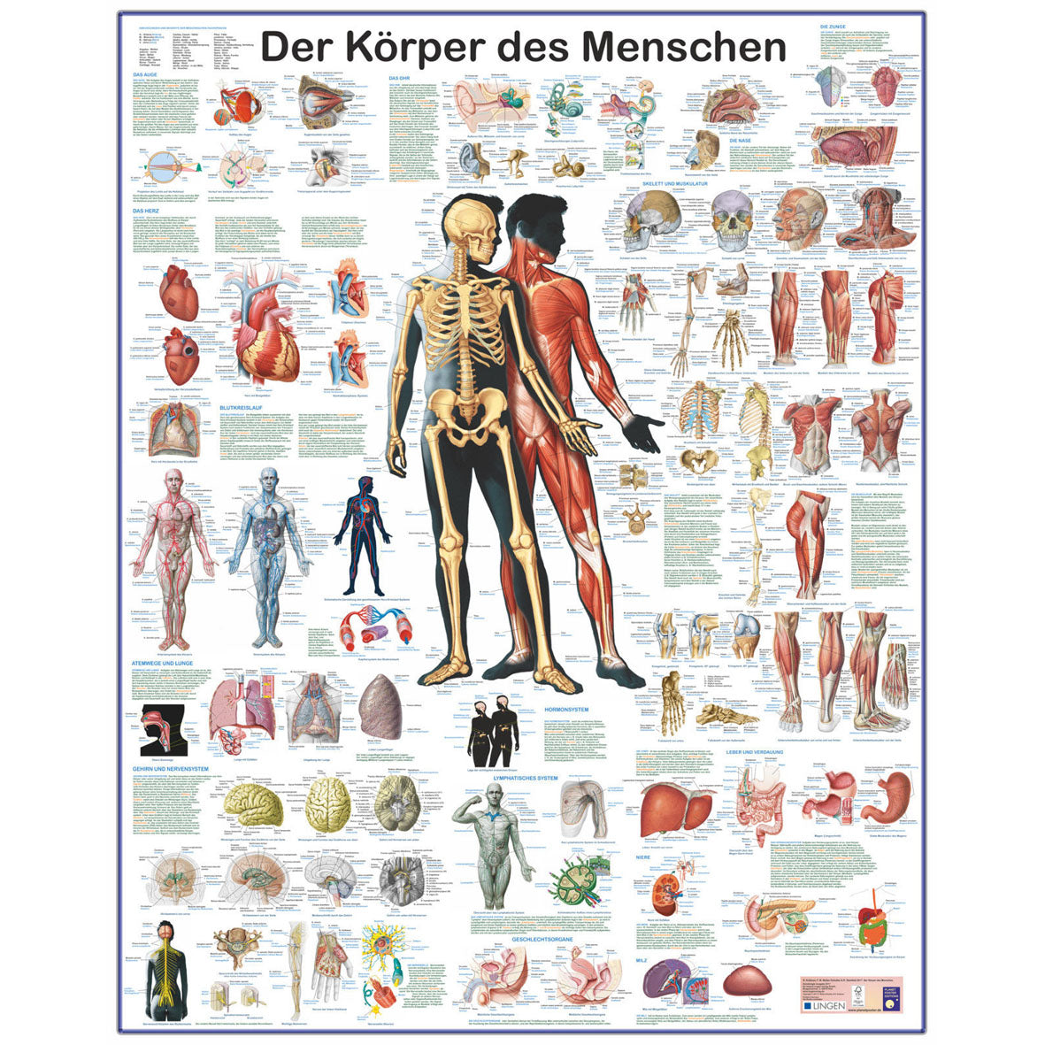 Grossposter "Der Körper des Menschen" - Anatomie und Physiologie auf einen Blick