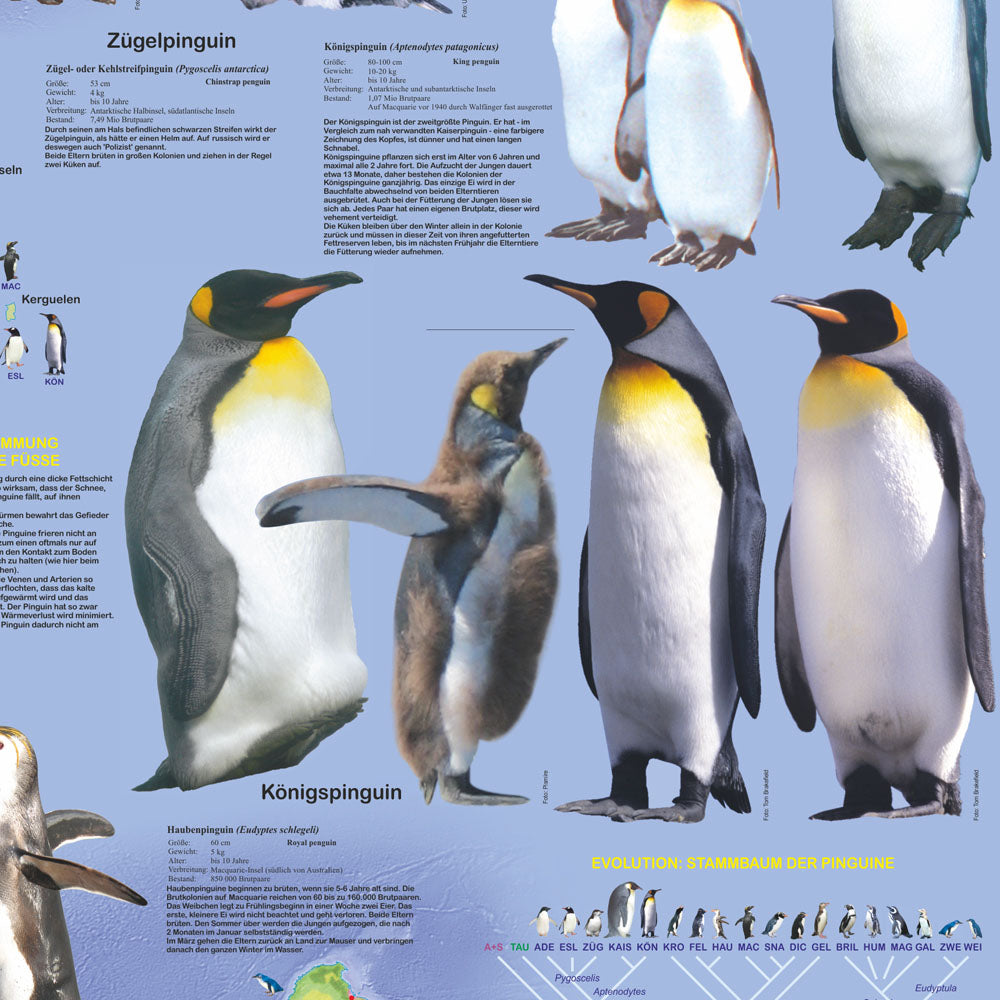 Großposter "Pinguine"