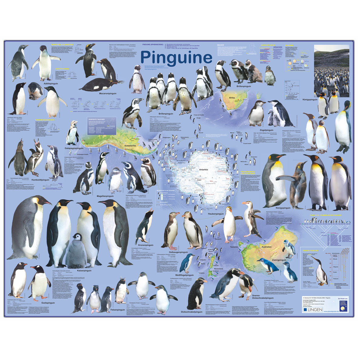 Großposter "Pinguine"