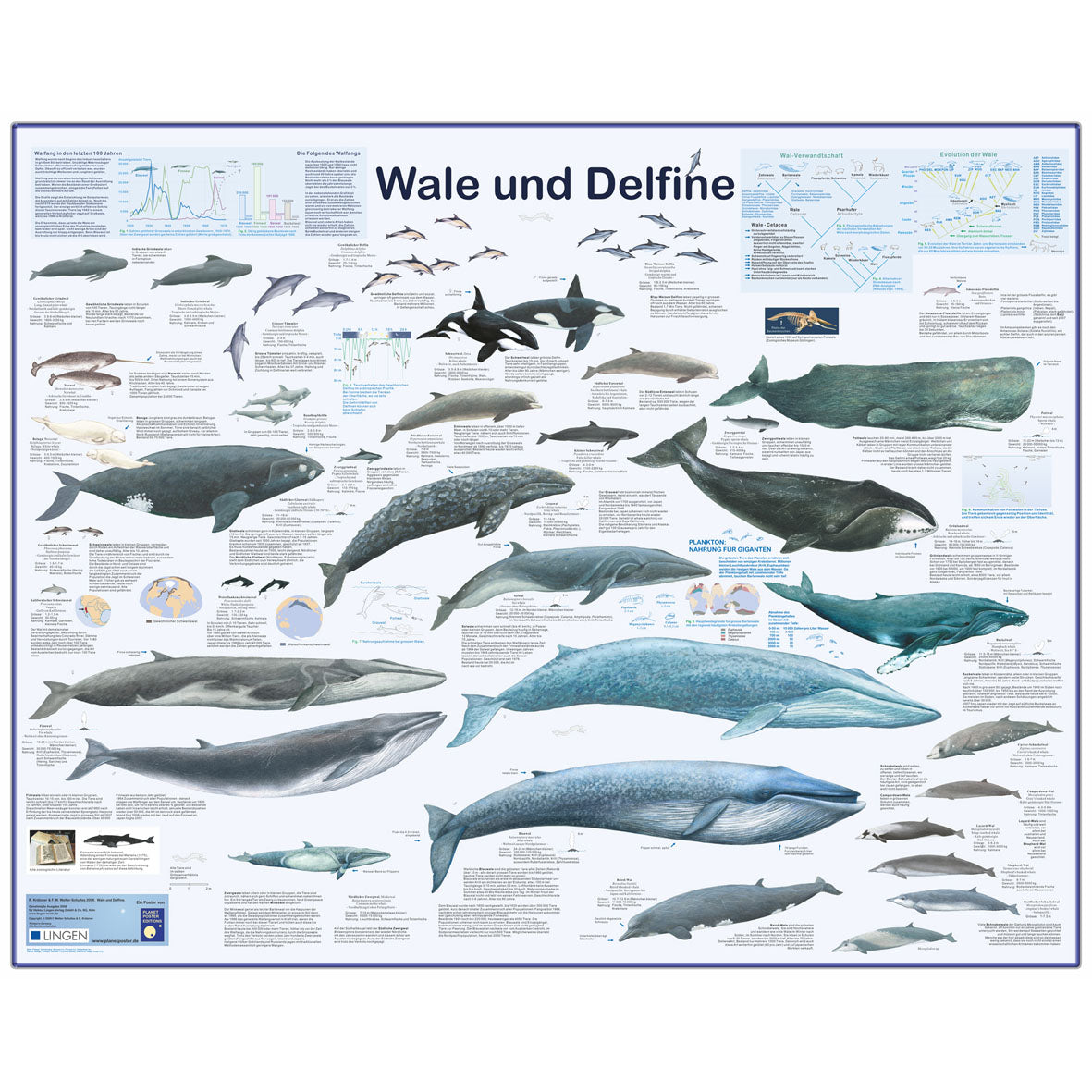 Großposter "Wale und Delfine"