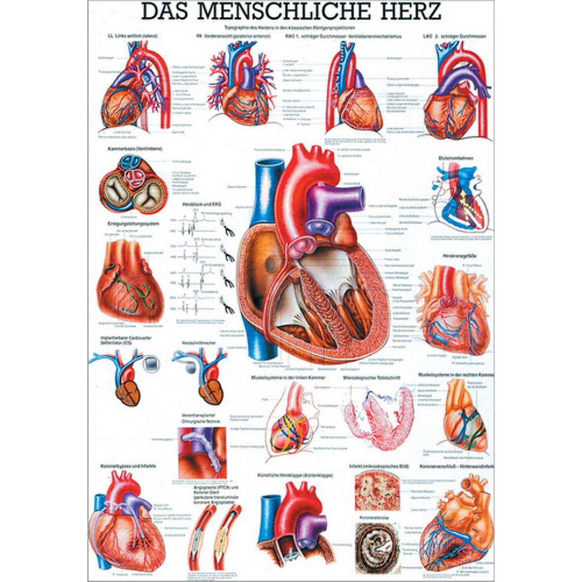 Anatomisches Miniposter "Das menschliche Herz"