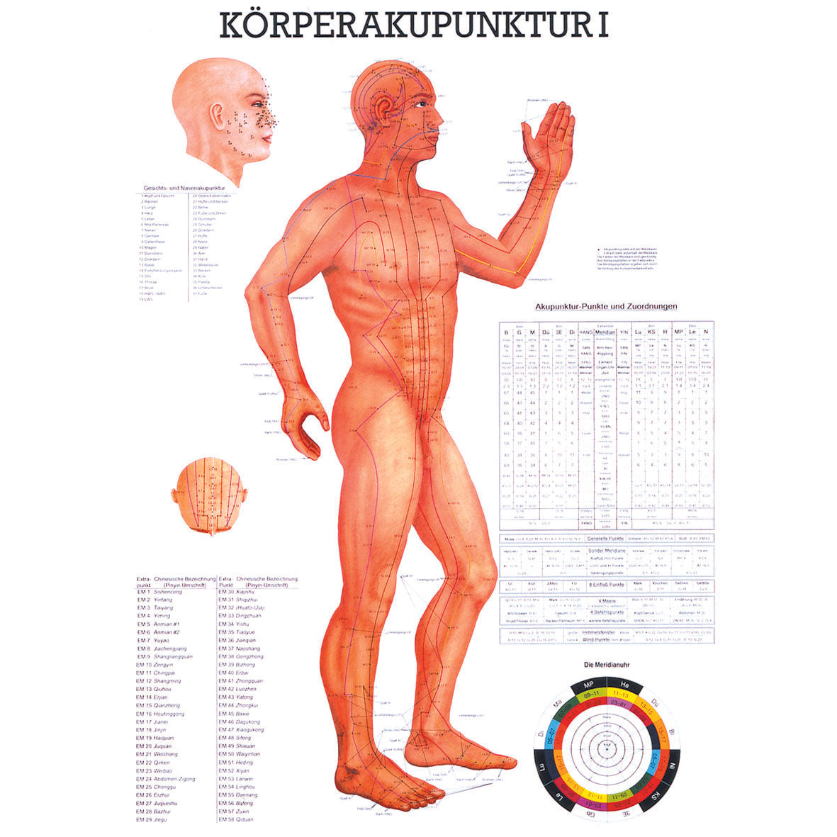 Anatomisches Poster "Körperakupunktur I"