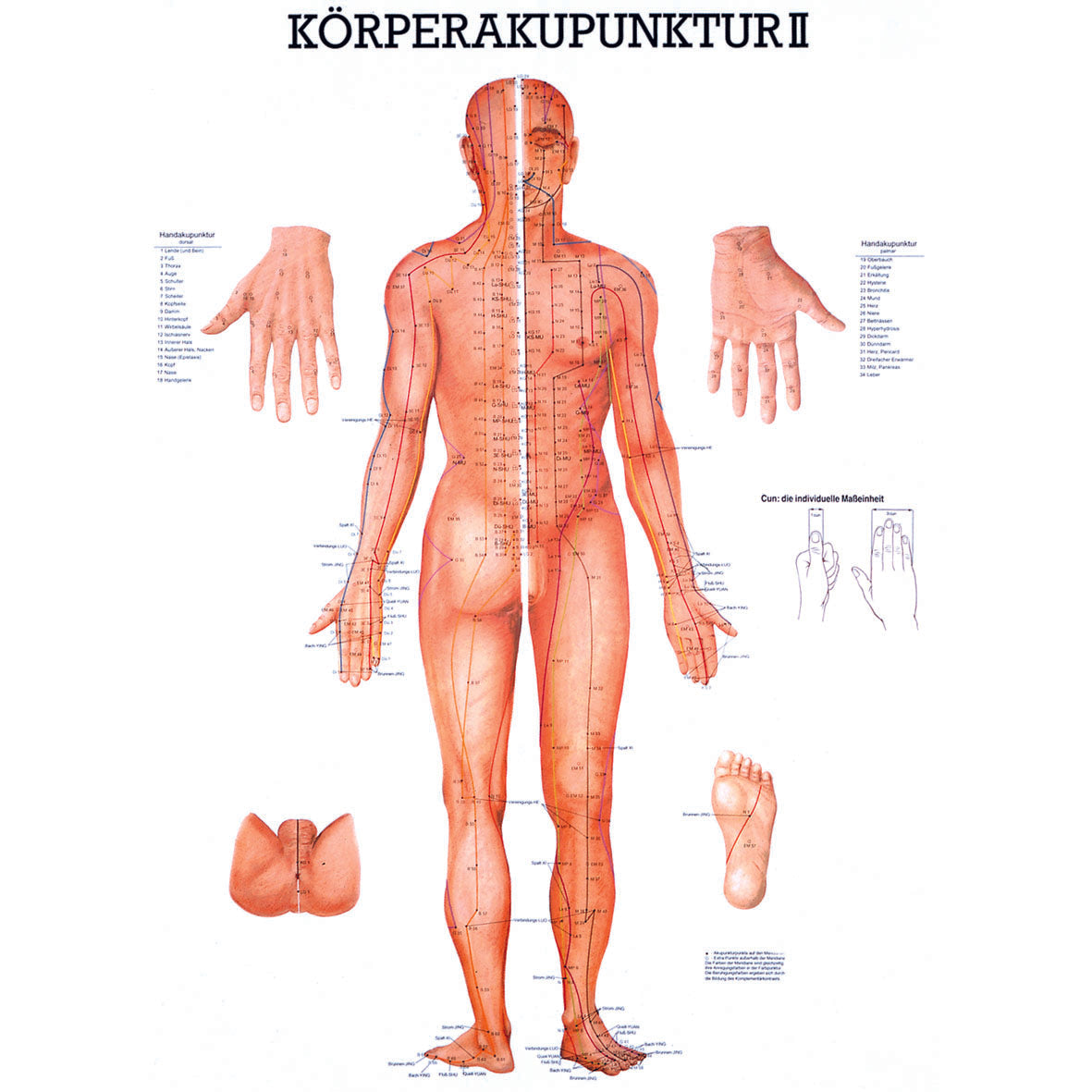 Anatomisches Poster "Körperakupunktur II"