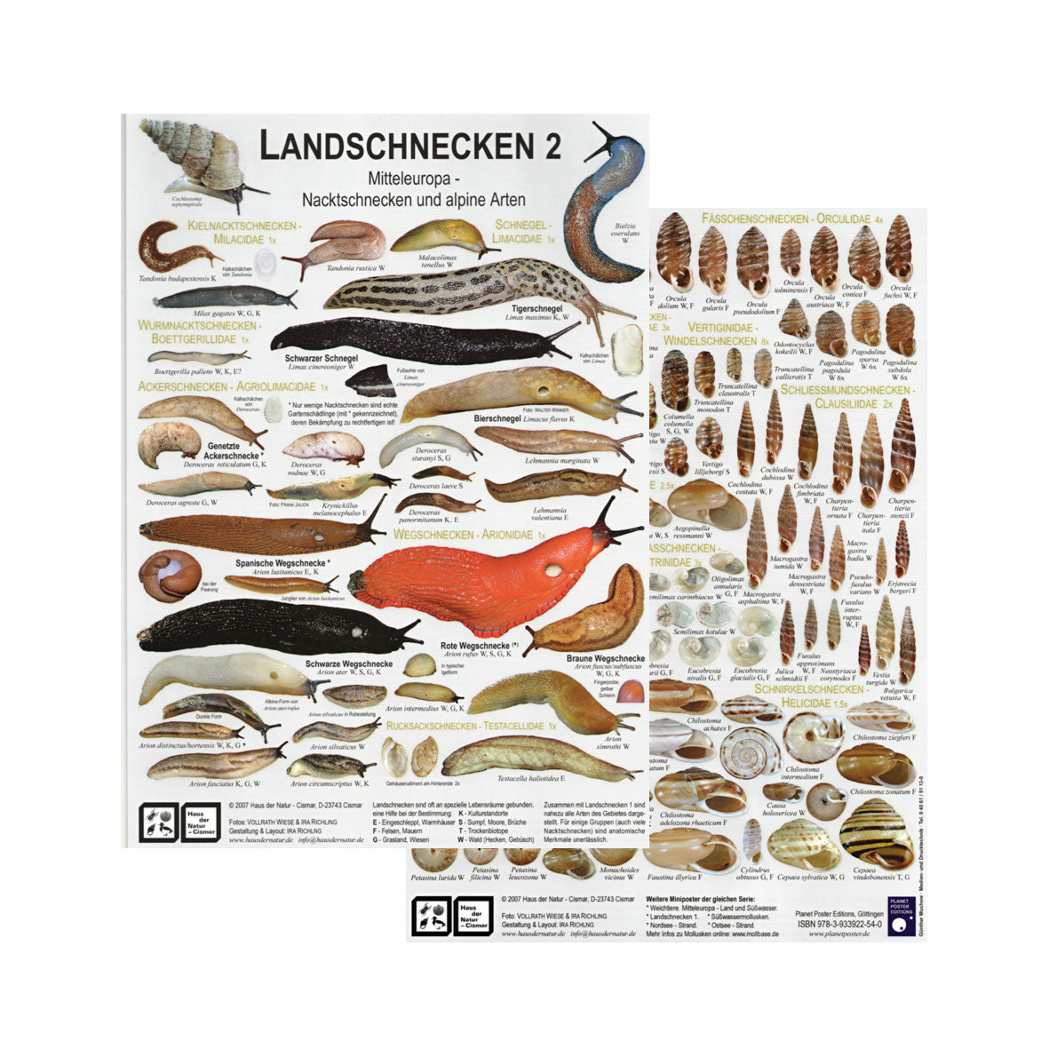 Chart "Landschnecken 2 - Mitteleuropa - Nacktschnecken und alpine Arten"