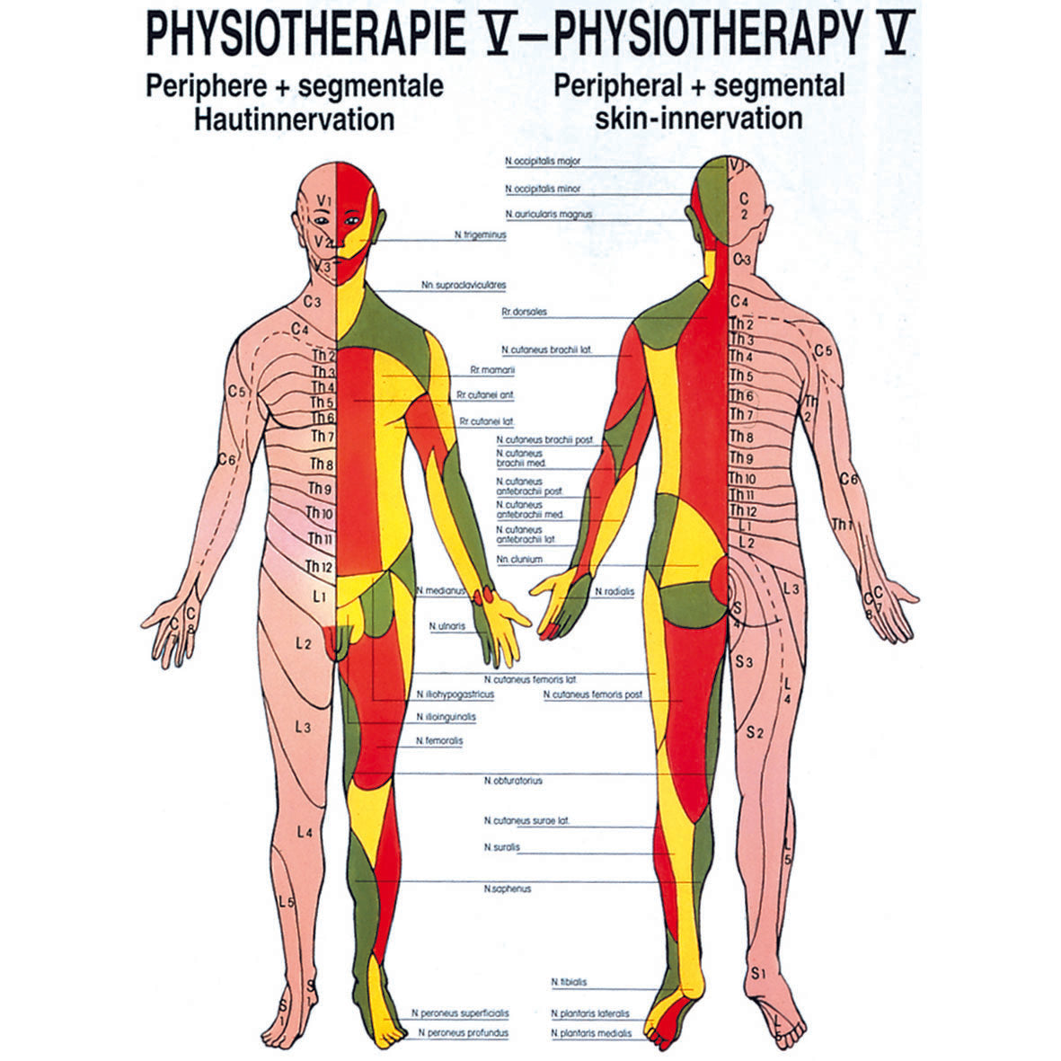 Anatomisches Miniposter "Physiotherapie V - Hautinnervation"