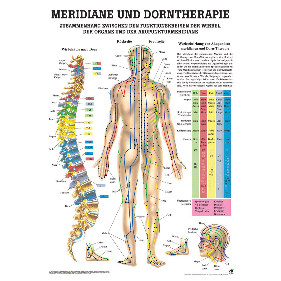 Anatomisches Miniposter "Meridiane und Dorntherapie"